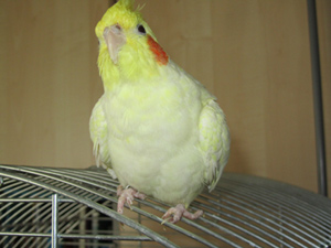 daisy_01kl