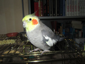 felix_01kl